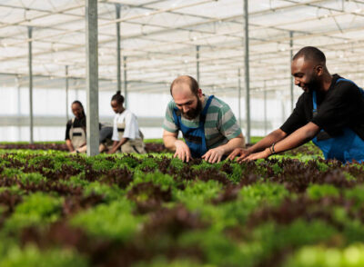 diverse-men-women-working-greenhouse-inspecting-green-plants-crop-pests-damage-quality-control-group-bio-farm-workers-cultivating-different-types-lettuce-microgreens (1)